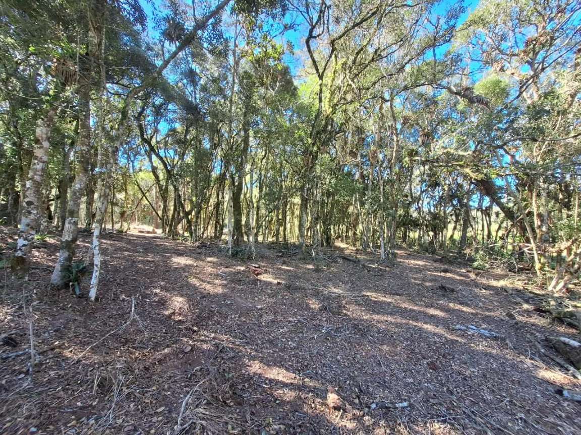 Fazenda, 6000 m² - Foto 4