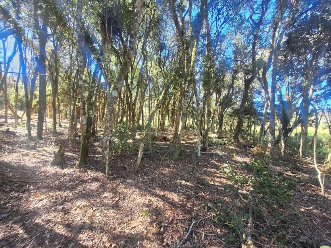 Fazenda, 6000 m² - Foto 7