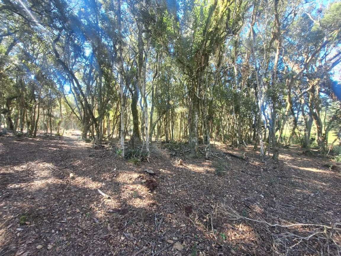Fazenda, 6000 m² - Foto 6