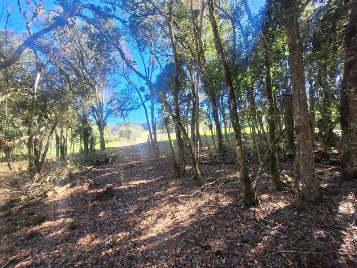 Fazenda, 6000 m² - Foto 5