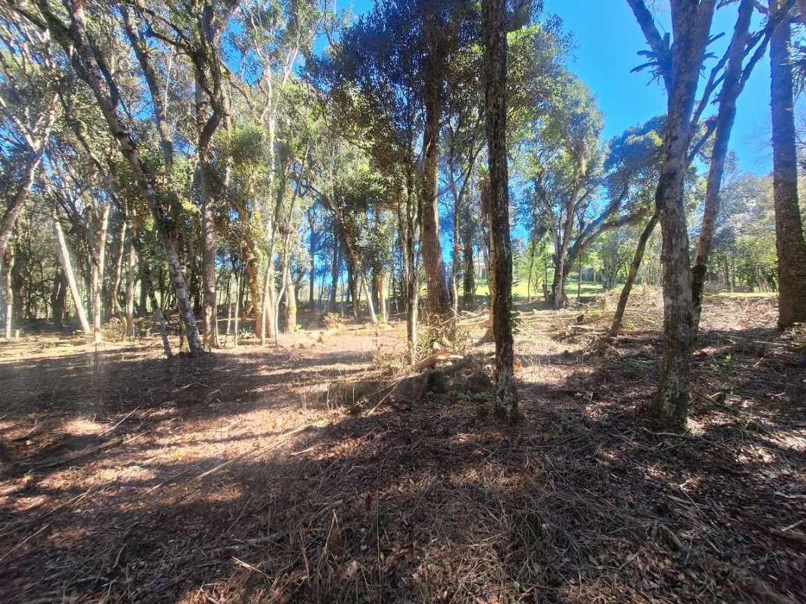 Fazenda, 6000 m² - Foto 10