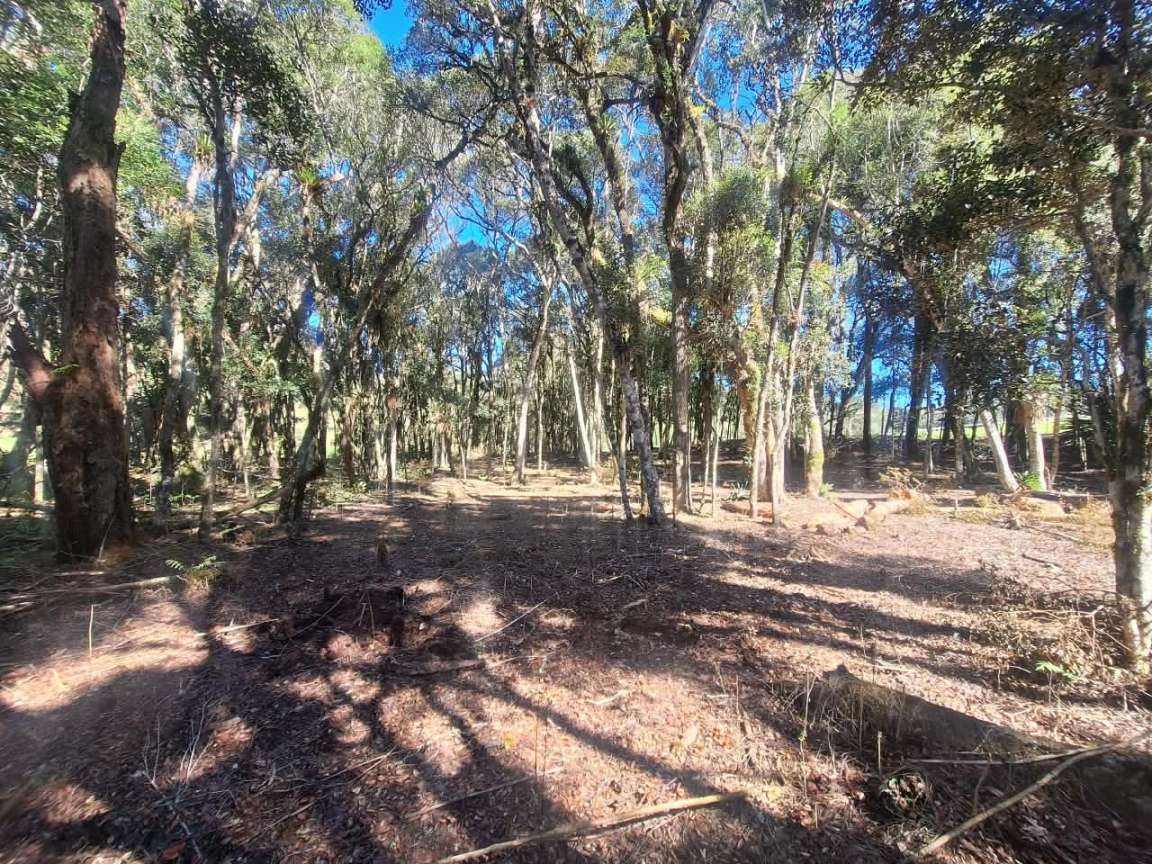 Fazenda, 6000 m² - Foto 11